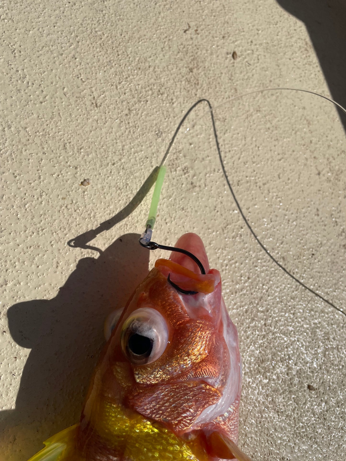 46. 6/0 Ringed Circle Hooks (5 Qty)