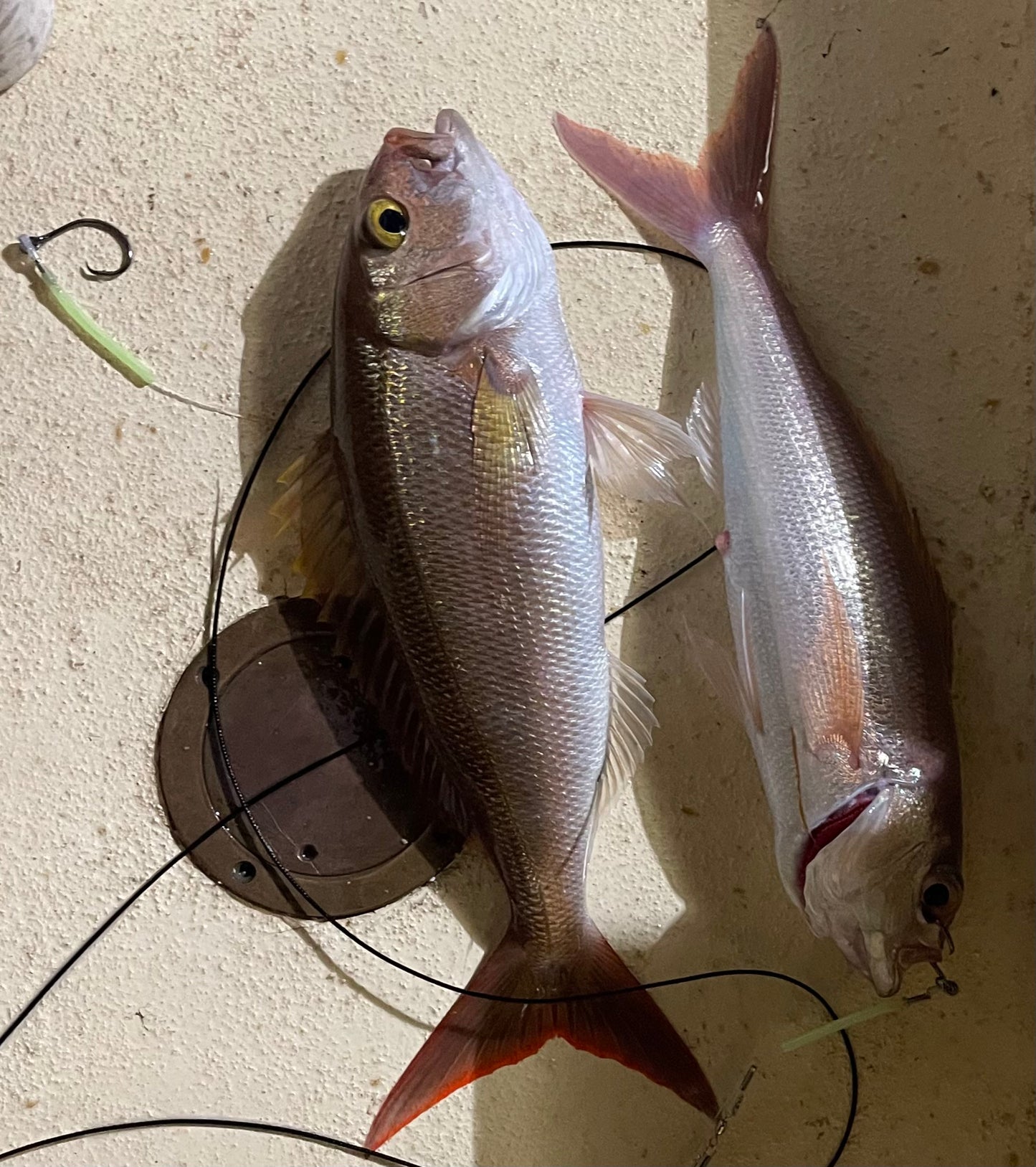 45. 7/0 Ringed Circle Hooks (4 Qty)